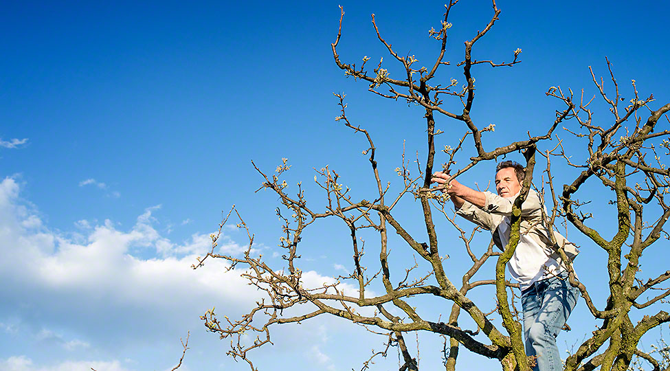 Senior man pruning tree branches against blue sky with clouds