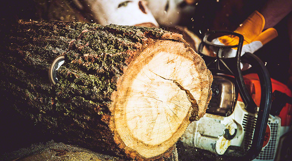 Wood Log Cut